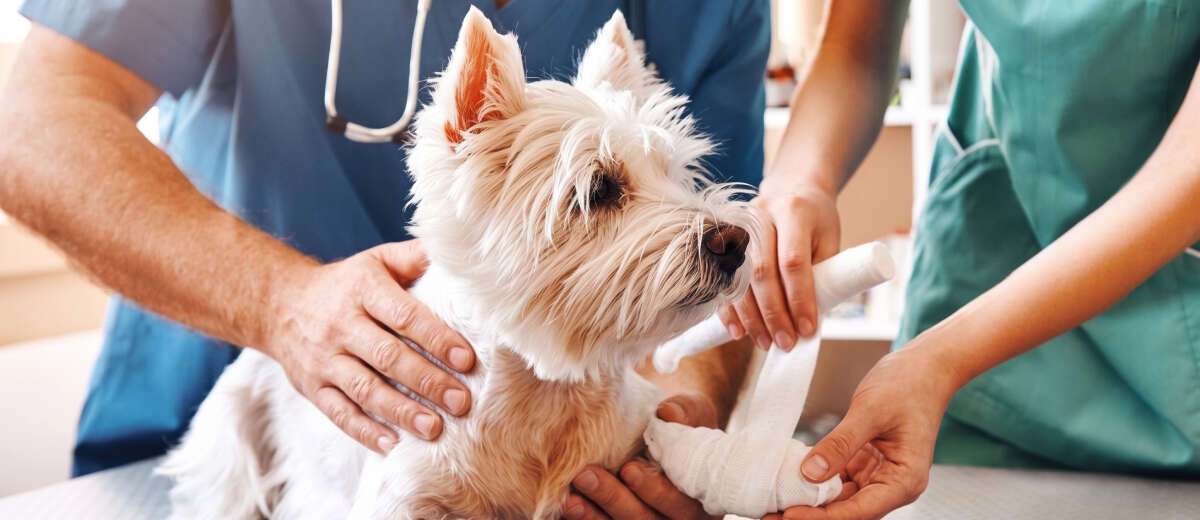 A small white dog receives a bandage on its leg from two veterinary professionals.