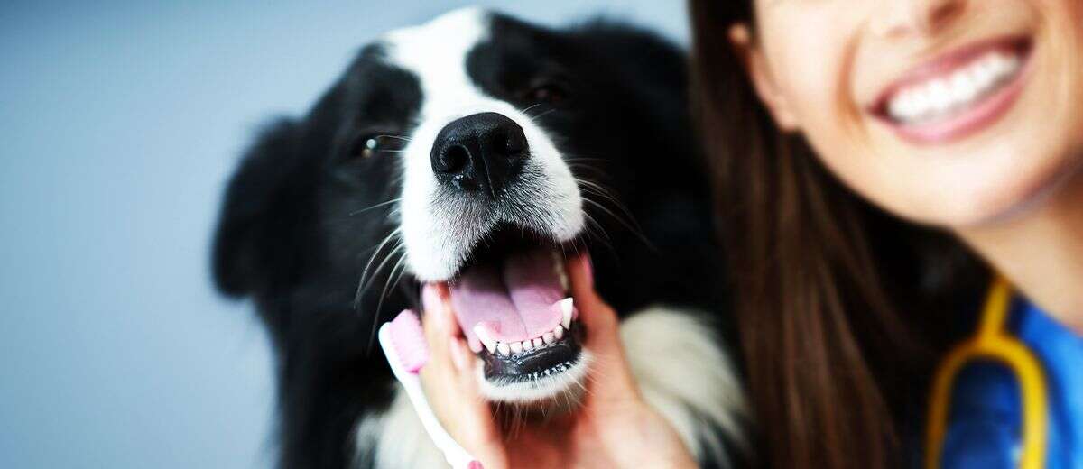 A smiling black and white dog has its teeth brushed by a person holding a pink toothbrush.