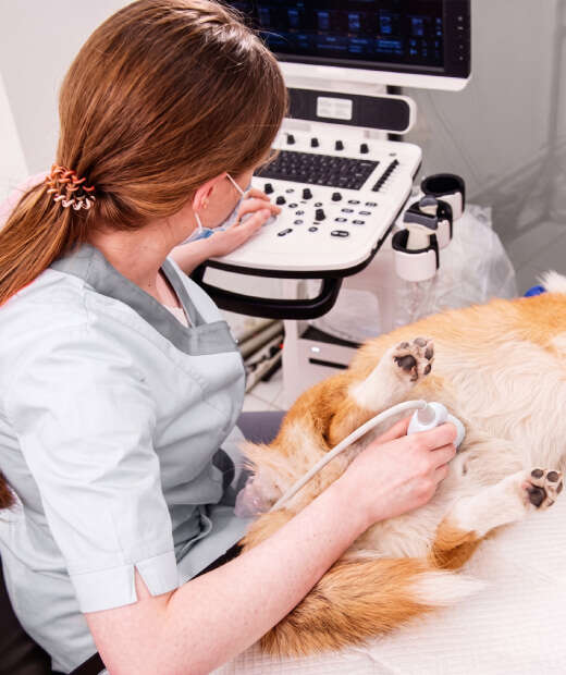A veterinarian performs an ultrasound on a dog lying on its back.
