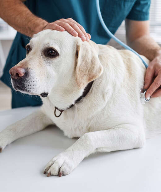 A veterinarian examines a yellow Labrador Retriever on a table, using a stethoscope, with a hand gently resting on the dog's head.