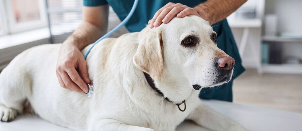 A veterinarian examines a calm Labrador retriever with a stethoscope.