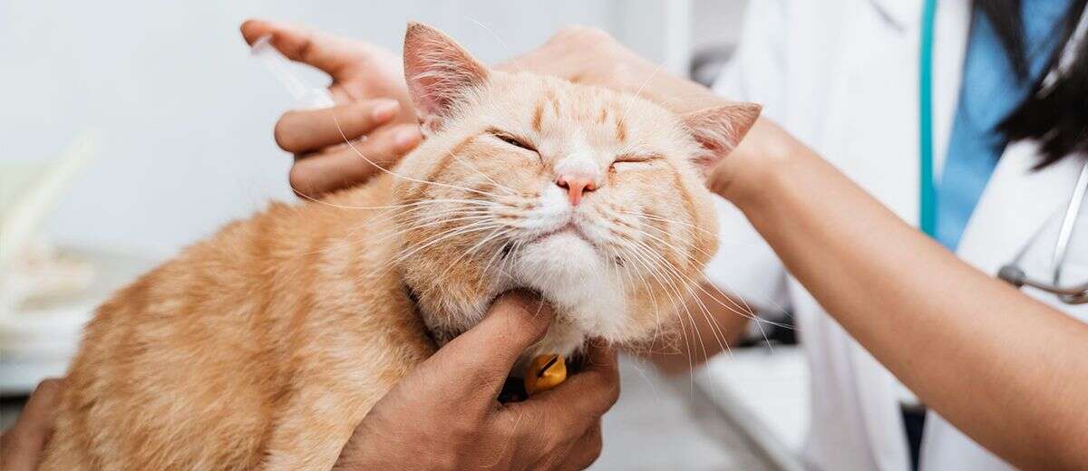 A content orange cat being petted by a veterinarian.