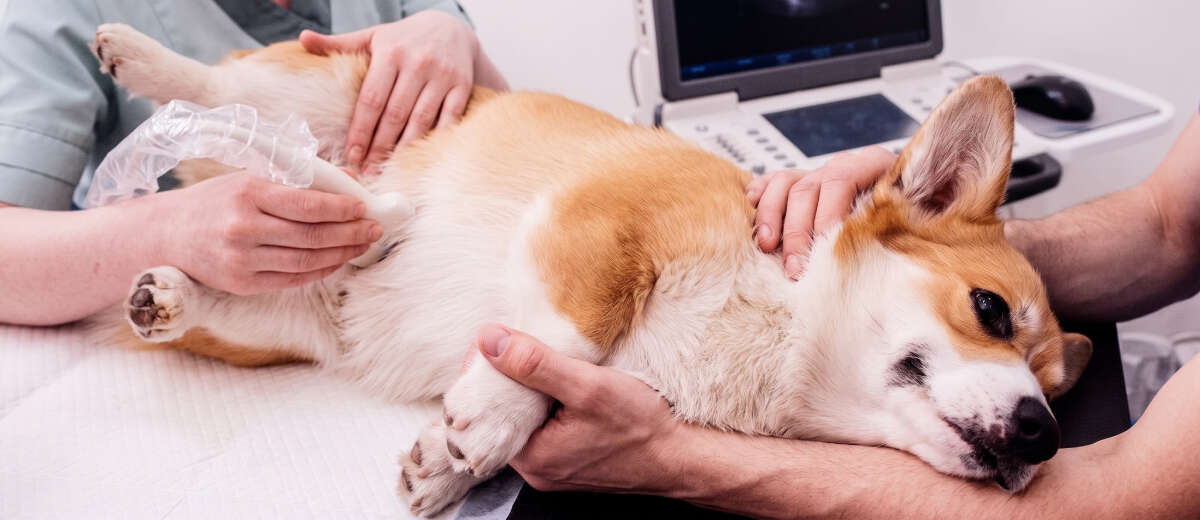 A Corgi lying on its back during a veterinary ultrasound examination.