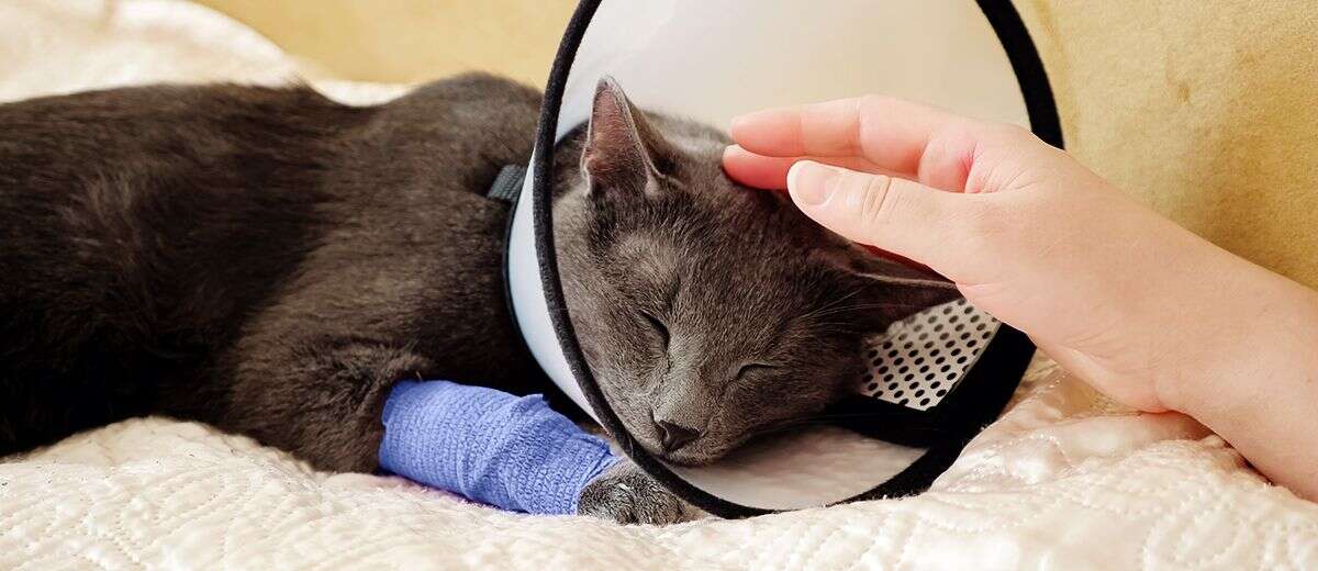 A gray cat wearing a cone rests on a cream-colored blanket, with a blue bandage on its front paw as a hand gently pets its head.